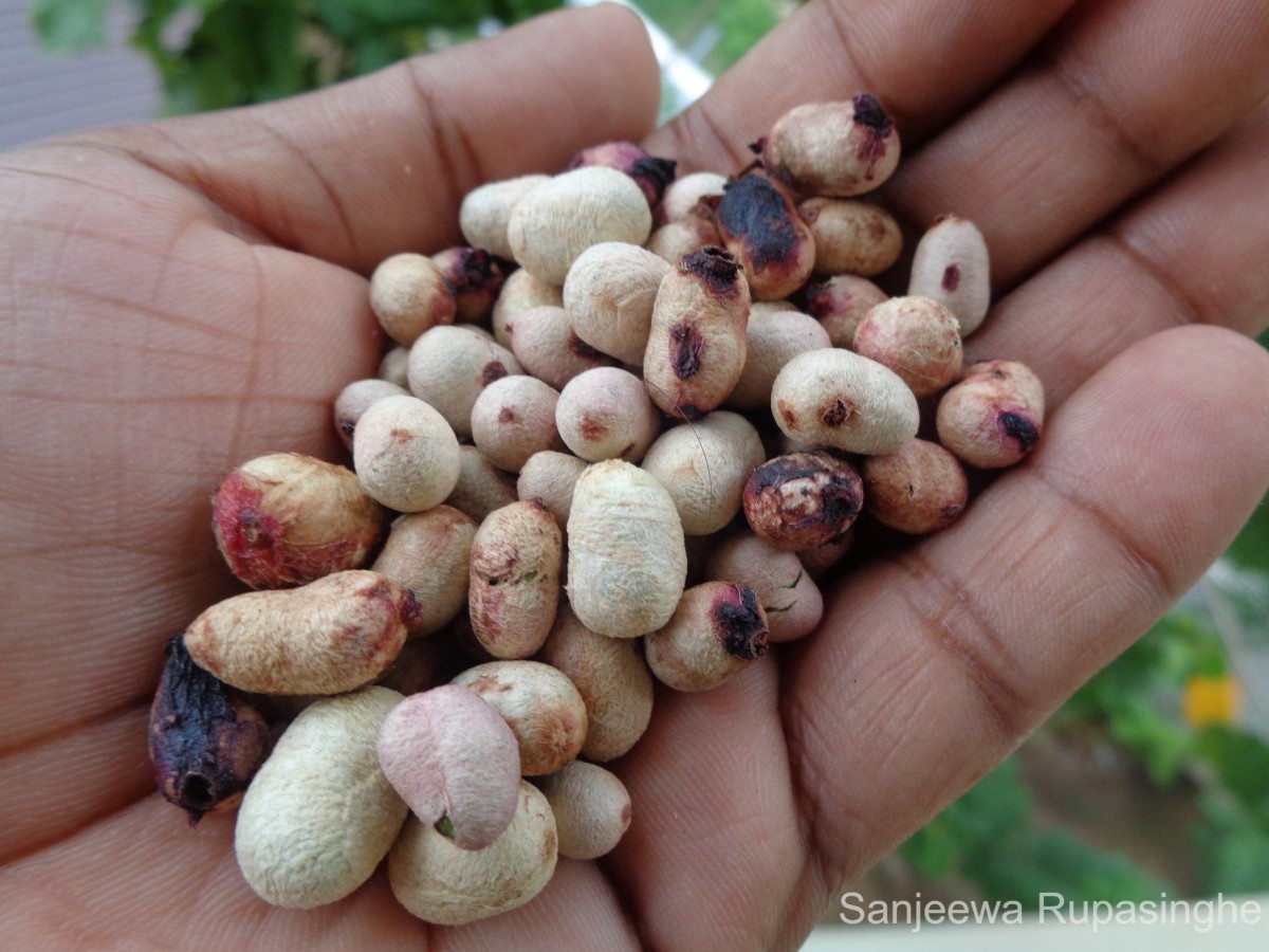 Syzygium cumini (L.) Skeels